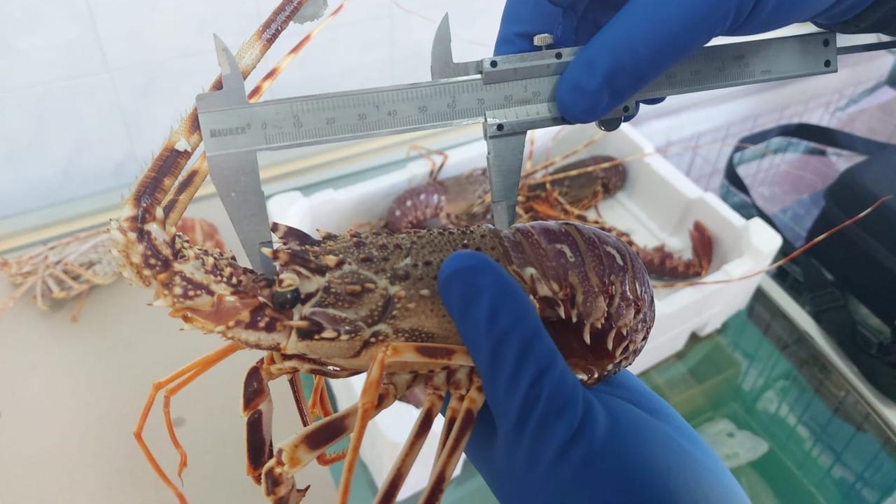 Pesca a strascico durante il fermo biologico, tre pescherecci non sardi fermati dalla Guardia costiera