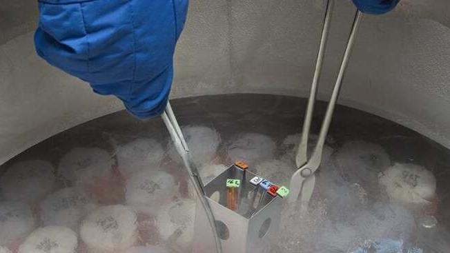 Caso Pma a Lagosanto, la testimonianza: «Il nostro embrione è al Delta, che fine farà?»