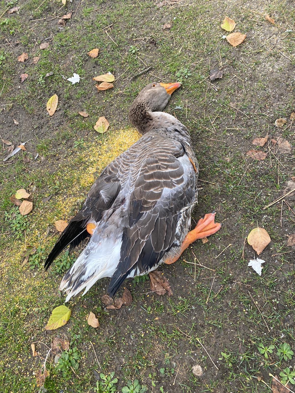 La denuncia della Tenuta La Piccola: «Le nostre oche uccise a fucilate»