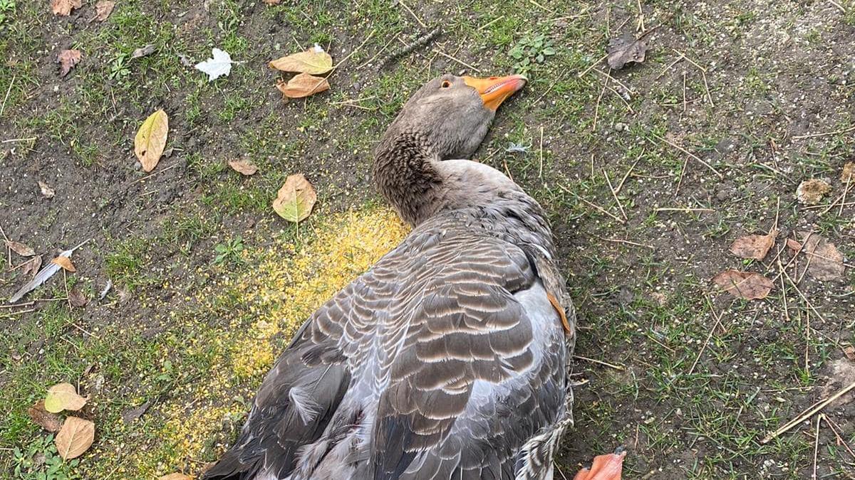 La denuncia della Tenuta La Piccola: «Le nostre oche uccise a fucilate»