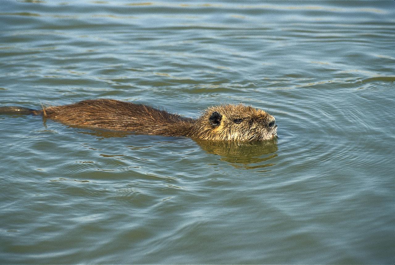 Poggio Renatico, chiede alle onoranze di cremare una nutria: denunciato