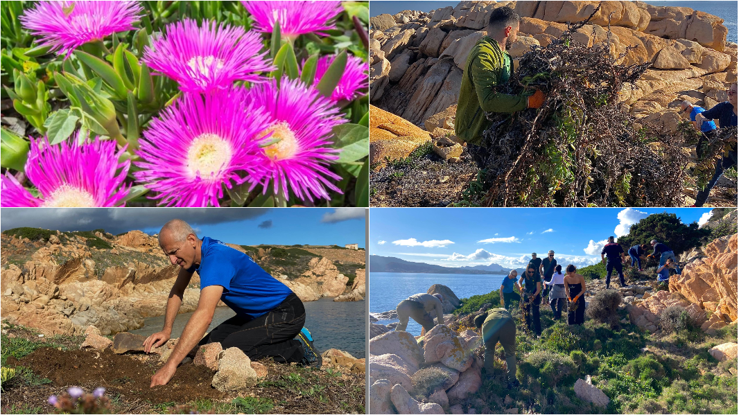 Bella ma pericolosa, via la pianta aliena da Caprera