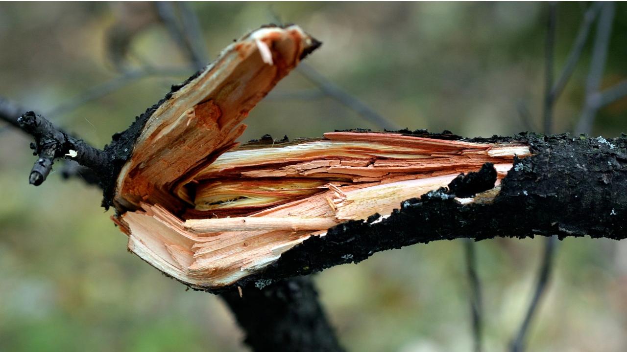 
	La tragedia sarebbe stata causata dal ramo di una pianta (Foto di repertorio)

