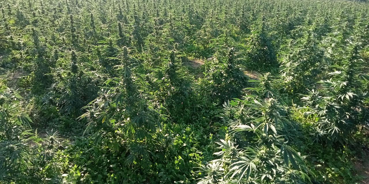 
	Una piantagione di marijuana

