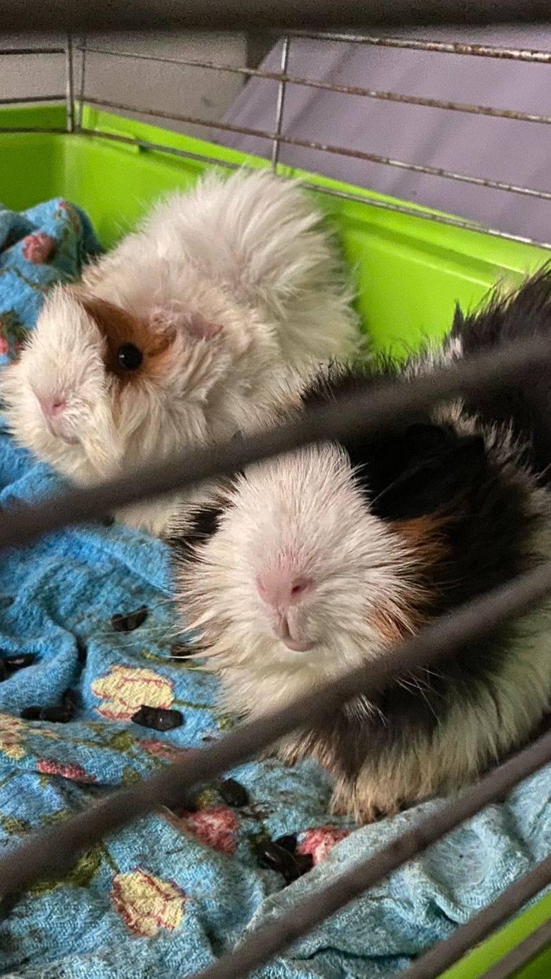 Animali abbandonati: non solo cani e gatti, recuperate in strada cavie e criceti