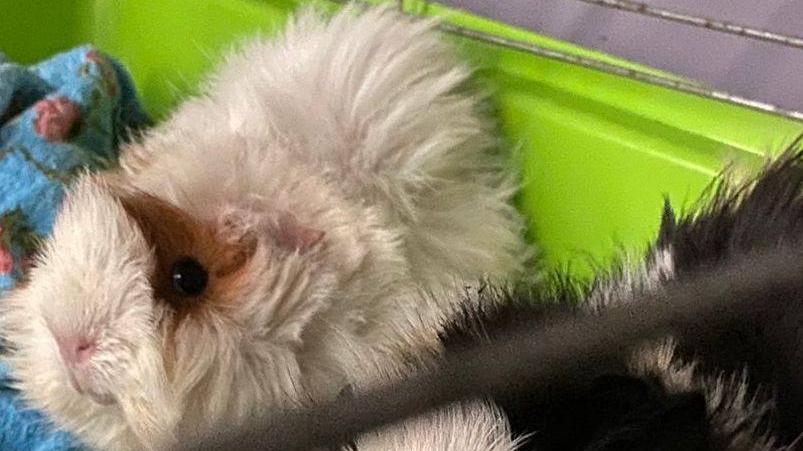 Animali abbandonati: non solo cani e gatti, recuperate in strada cavie e criceti