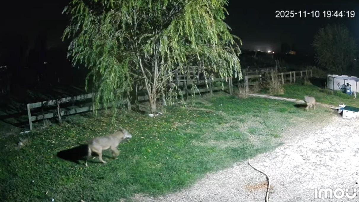Lupi ad Alberone di Cento, l’avvistamento in un giardino