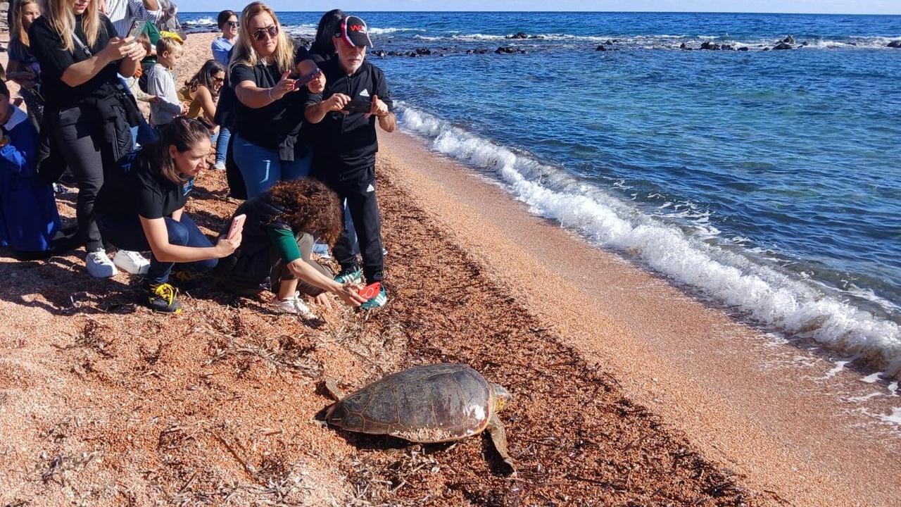 Salvata dalle reti una Caretta caretta torna in mare