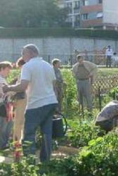 Orti urbani, arriva l’ok in giunta 