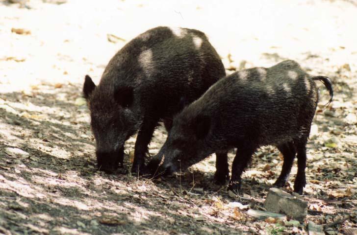 Due esemplari di cinghiale (foto Barca)