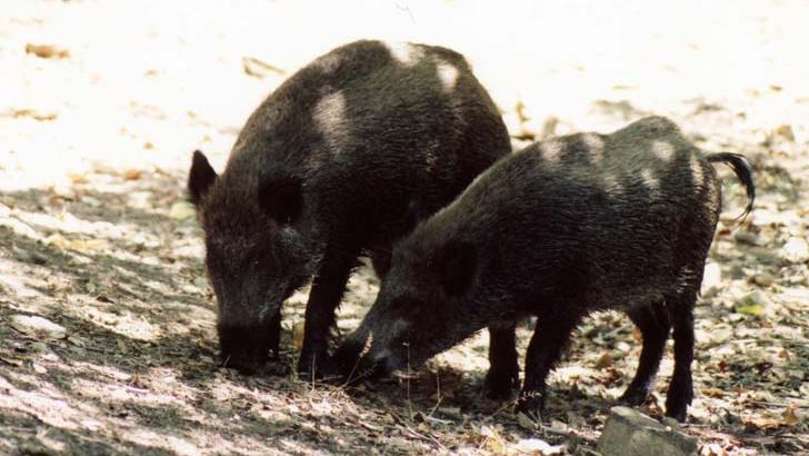 Due esemplari di cinghiale (foto Barca)