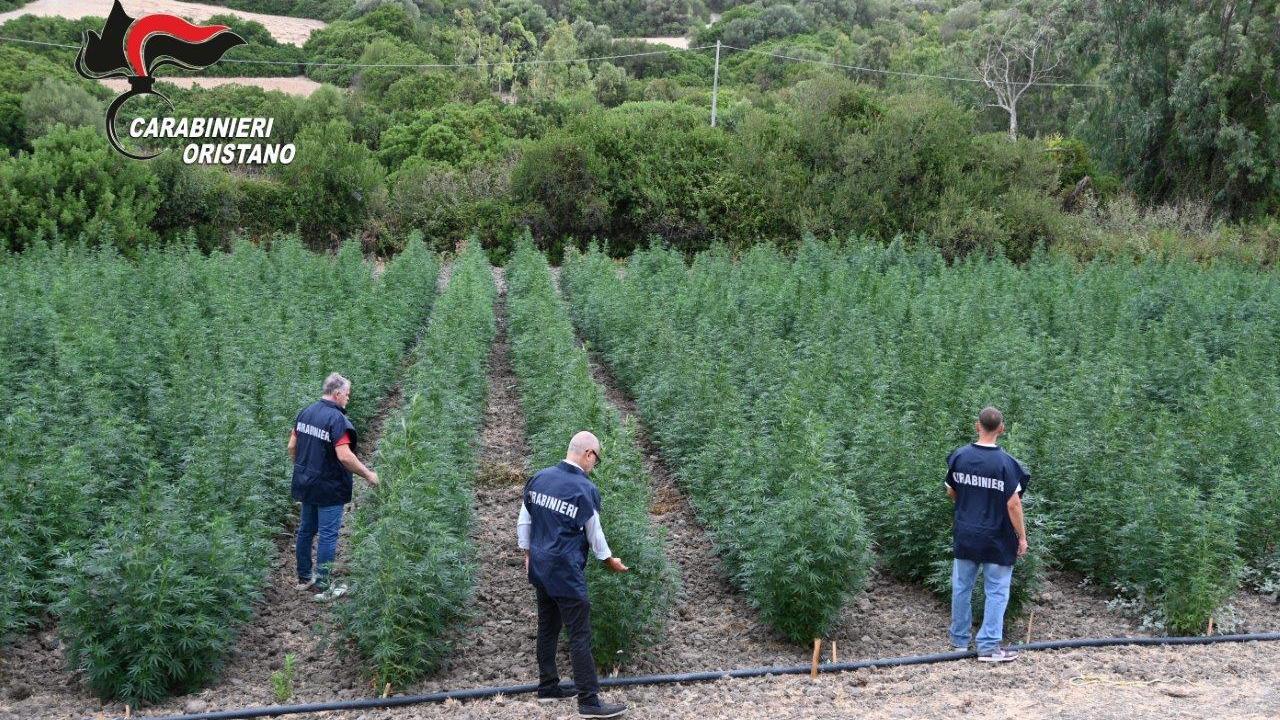 <em>La maxi piantagione scoperta ad agosto</em>