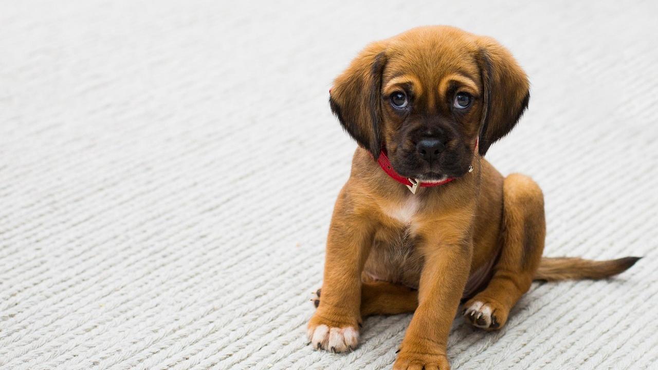Quegli occhioni che sciolgono il cuore: ecco perché i cuccioli ci inteneriscono