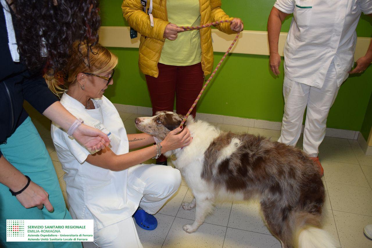 Ferrara, pet therapy in corsia con la cagnolina Bella