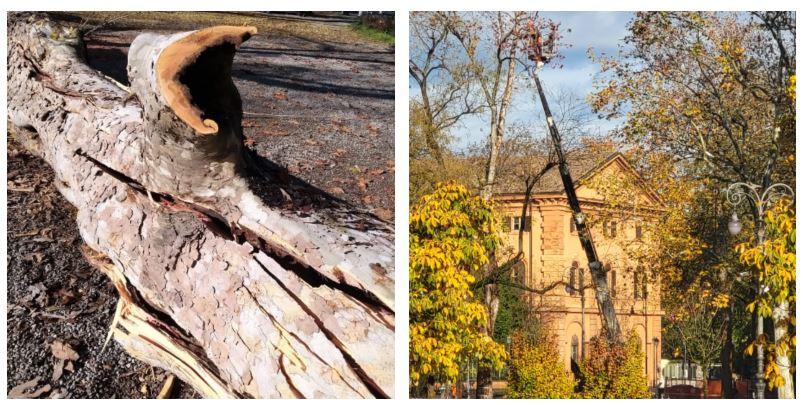Reggio Emilia, 20 alberi da abbattere in città perché a rischio cedimento