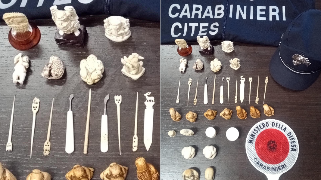 Oggetti in avorio messi in vendita illegalmente: denunciata una donna