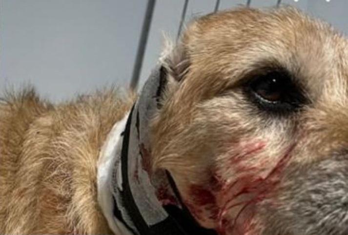 Argenta, in motorino lancia petardi contro gli animali. Ferito un cane