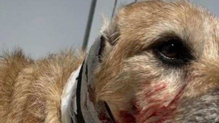 Argenta, in motorino lancia petardi contro gli animali. Ferito un cane