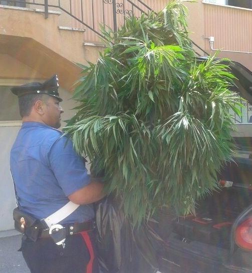 Tre piantagioni di marijuana scoperte dai carabinieri 