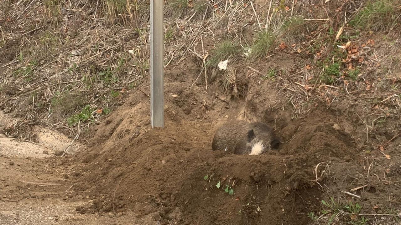 Ferito e terrorizzato, cinghiale travolto da un’auto soccorso dalla polizia stradale