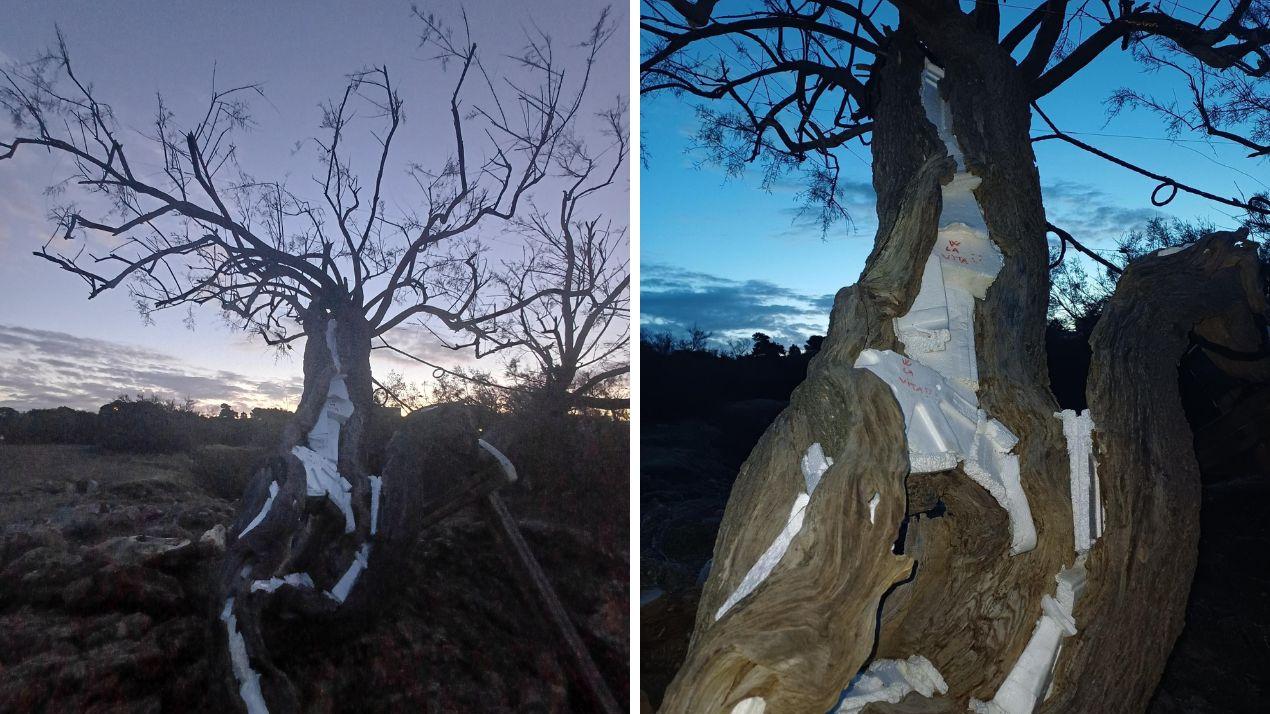 Livorno, la Tamerice di Fattori ferita dai vandali: ecco che cosa hanno fatto