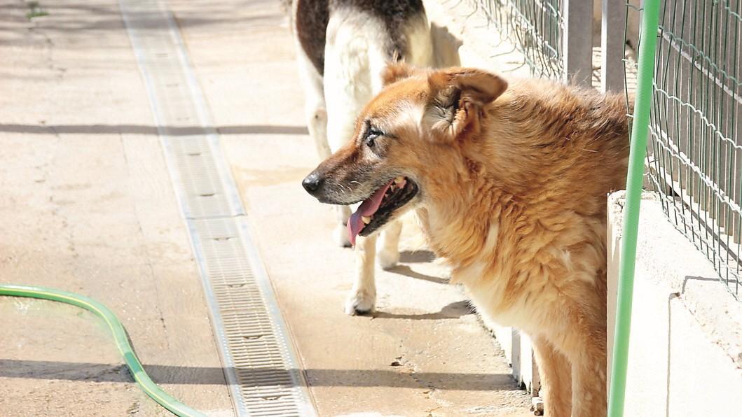 Un nuovo canile da un milione di euro a Sassari: inizia la progettazione