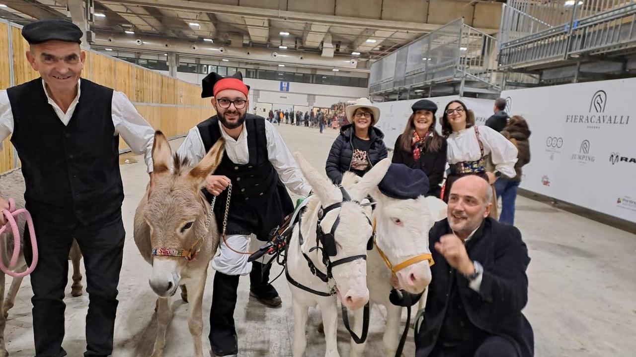 Gli asinelli bianchi dell’Asinara: Tilicherta e Fisietto, incantano Verona