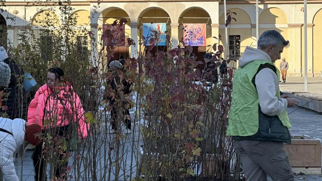 Giornata dell’albero, 5mila alberi gratis ai cittadini: ecco come funziona