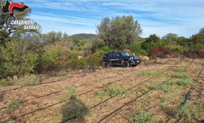 Scoperta una piantagione di marijuana: indagato il proprietario del terreno