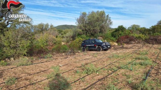 Scoperta una piantagione di marijuana: indagato il proprietario del terreno