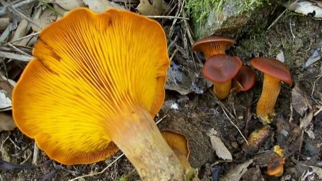 Alcuni funghi velenosi