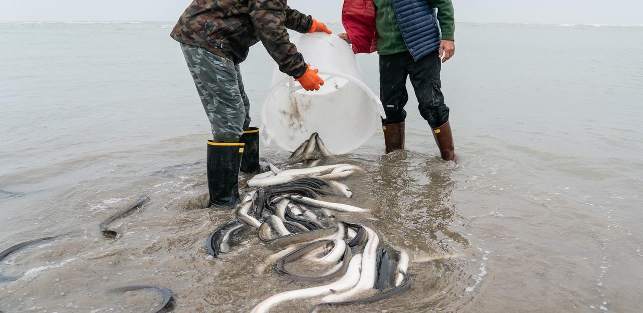 Creare cibo per le larve di anguilla, l’idea per far rinascere le Valli di Comacchio