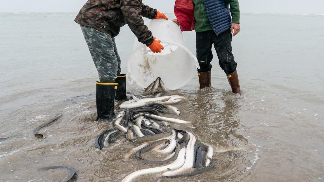 Creare cibo per le larve di anguilla, l’idea per far rinascere le Valli di Comacchio