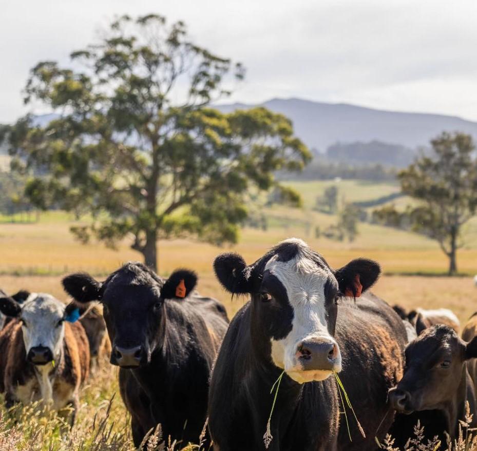 Dermatite bovina, da Bruxelles apertura per la movimentazione dei capi