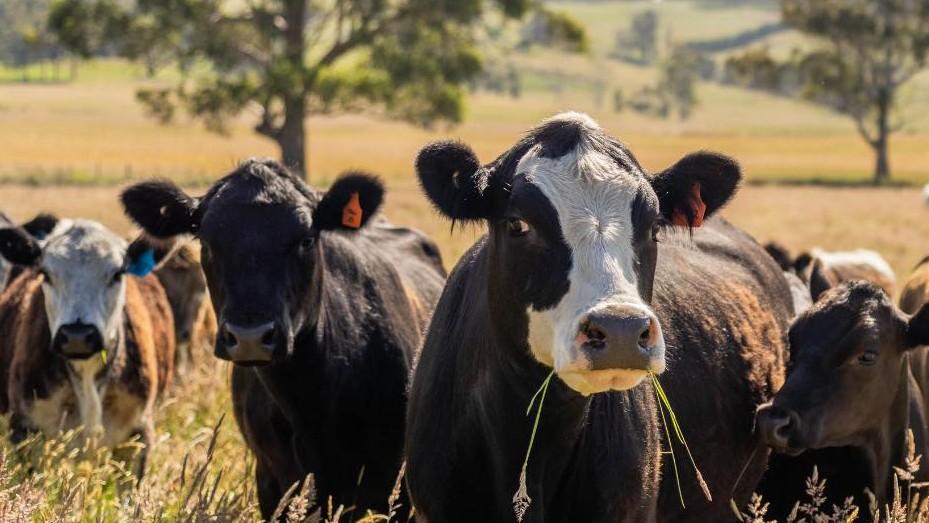 Dermatite bovina, da Bruxelles apertura per la movimentazione dei capi