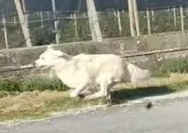 Raf, il maremmano che vaga tra Massa Fiscaglia e Codigoro