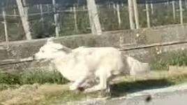 Raf, il maremmano che vaga tra Massa Fiscaglia e Codigoro