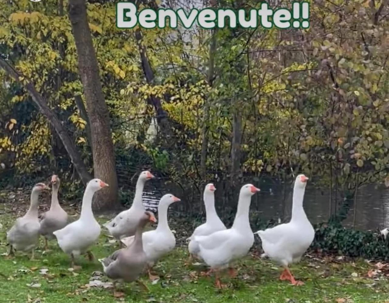 Oche uccise a fucilate: legge la storia sulla Gazzetta e ne dona altre 9 alla Tenuta La Piccola