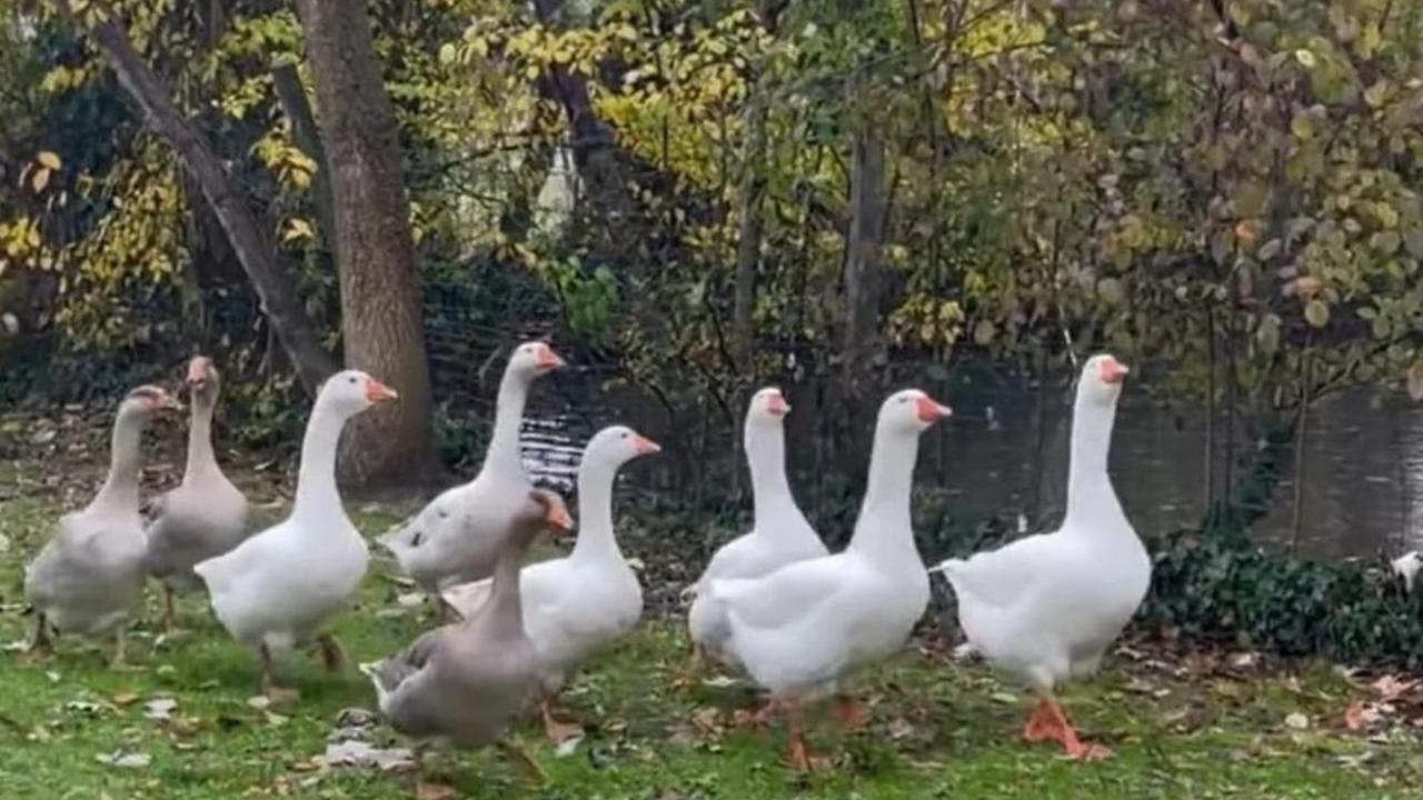 Oche uccise a fucilate: legge la storia sulla Gazzetta e ne dona altre 9 alla Tenuta La Piccola