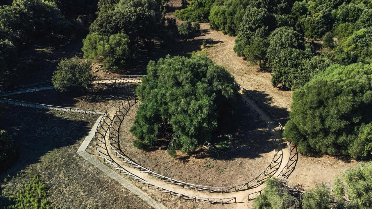 Il “patriarca” di Luras entra nella Rete sarda degli alberi monumentali