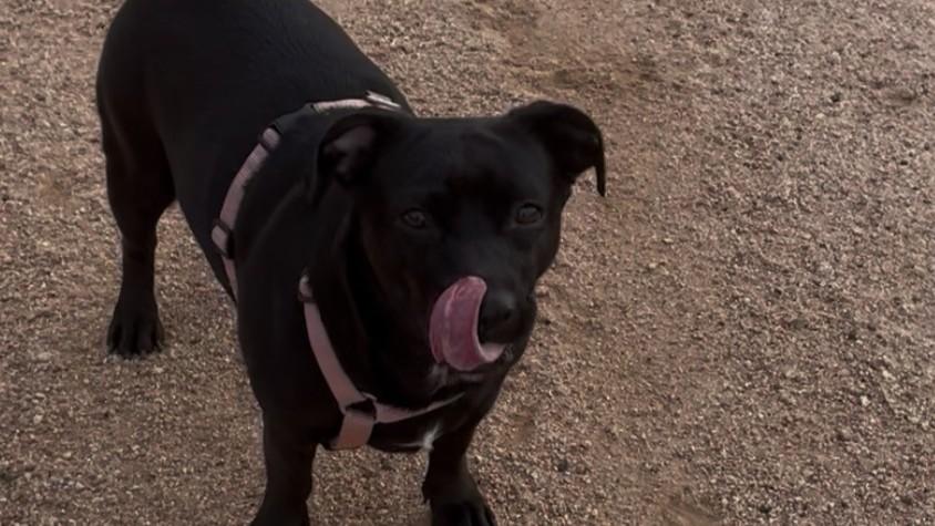 Tempio, primo sì unanime in Consiglio dopo 5 anni: il parco per i cani piace a tutti