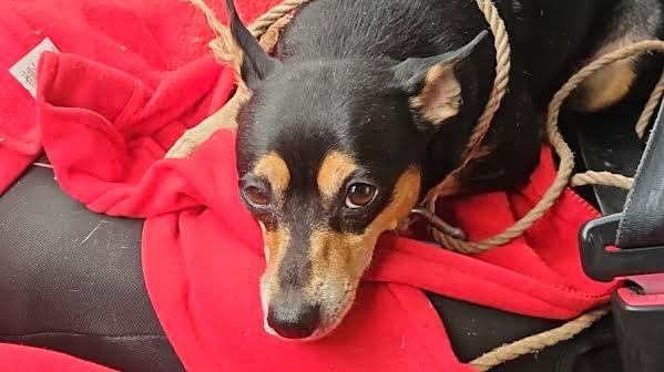 Tante richieste per adottare Kayli, la cagnolina che ha vegliato il padrone morto