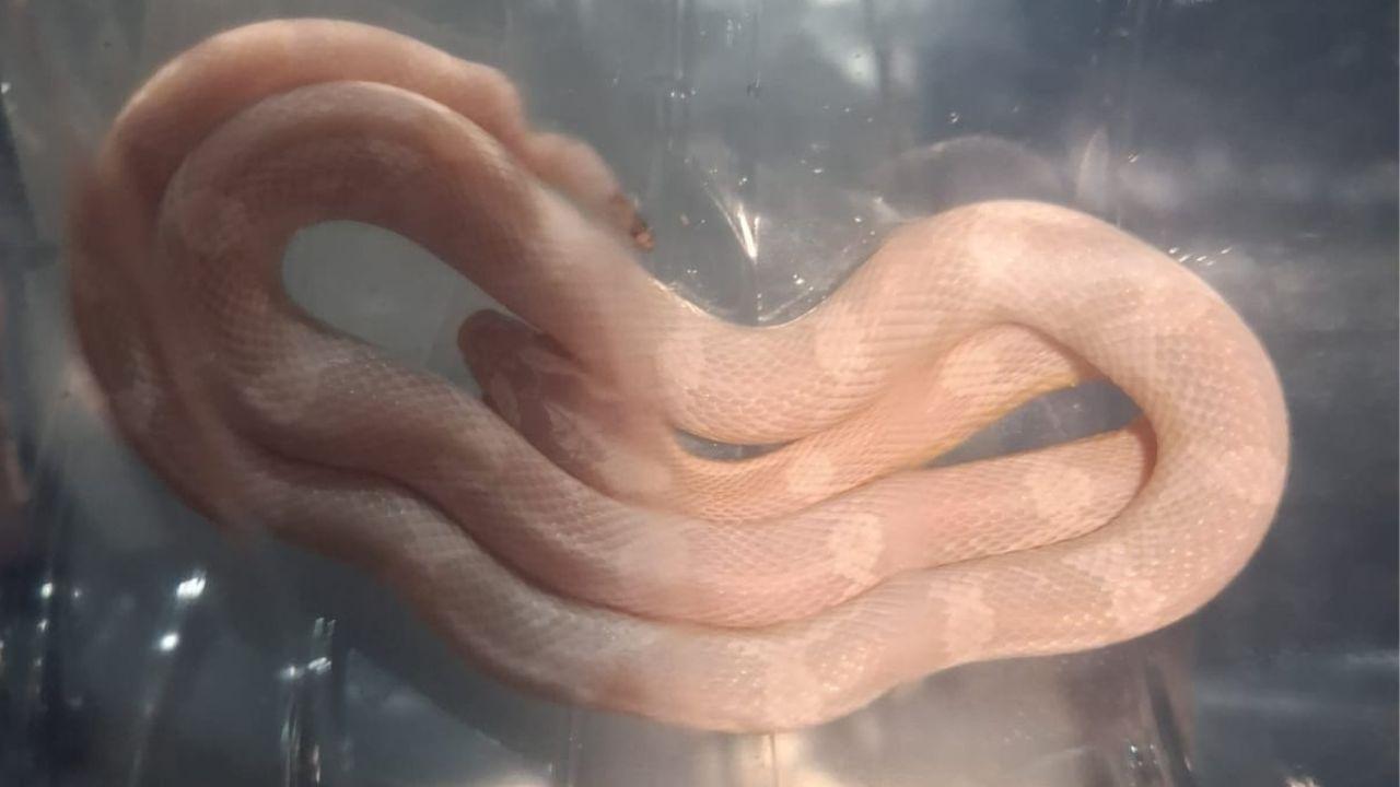 Il serpente catturato a Livorno 