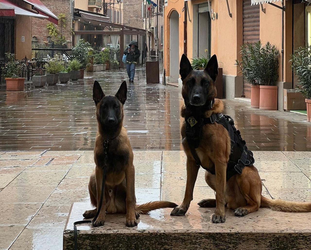 I cani scovano la droga nell’Unione del Sorbara