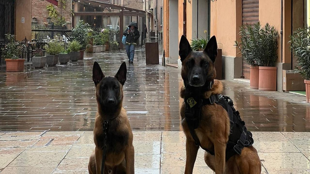I cani scovano la droga nell’Unione del Sorbara