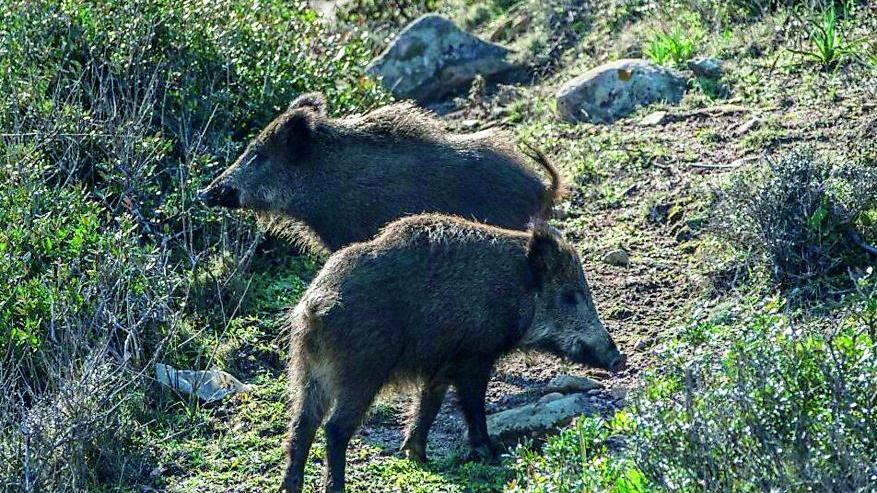 Un branco di cinghiali invade la strada, tragedia sfiorata sulla 131