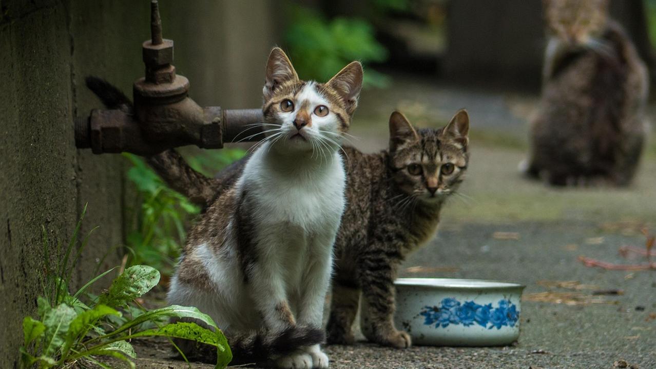 Quei gattini che incontriamo in vacanza e che non ci mollano più: portarli a casa non è sempre una buona idea