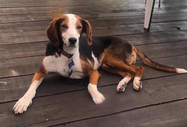 Addio al segugio Charlie, salvato a Belgrado 15 anni fa