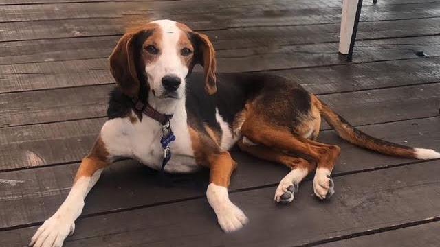 Addio al segugio Charlie, salvato a Belgrado 15 anni fa