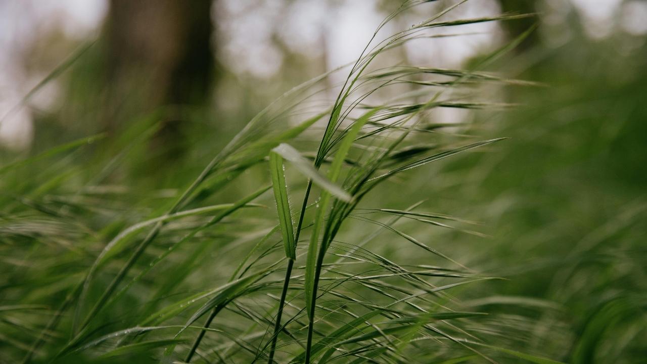 
	Allerta meteo per vento in Toscana


